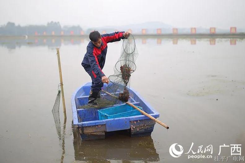 广西贵港：特色产业挑大梁 乡村振兴底气足