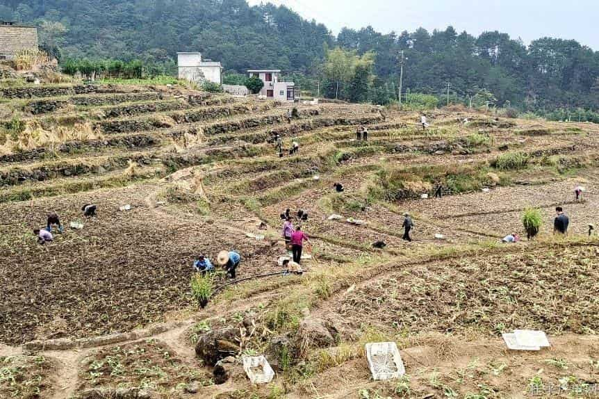 西山镇佛荔村：梯田油菜花种植忙，待到过年花海见