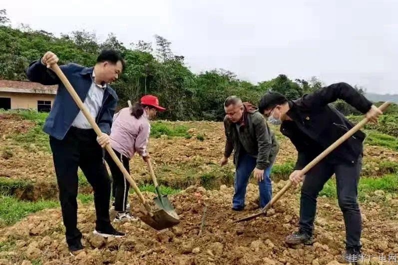 桂平市紫荆镇：麻竹基地开种 助力乡村振兴