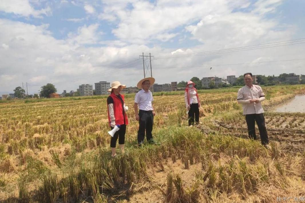 桂平市寻旺乡先锋村：红网格兜住“粮袋子”