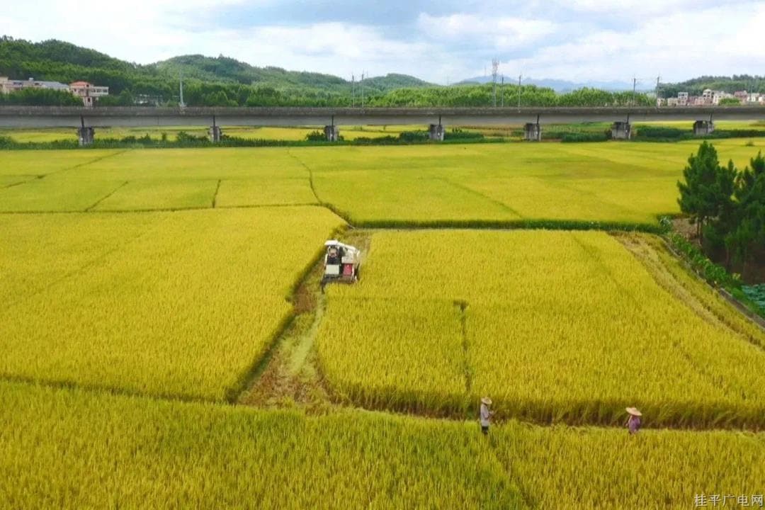 桂平：夏收工作基本结束 粮食安全有保障