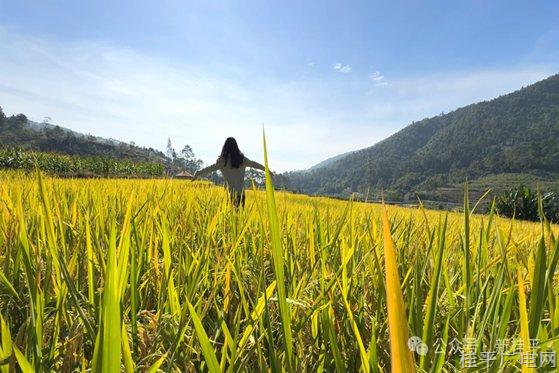 走进西山镇佛荔村 俯视金色“地毯”美不胜收