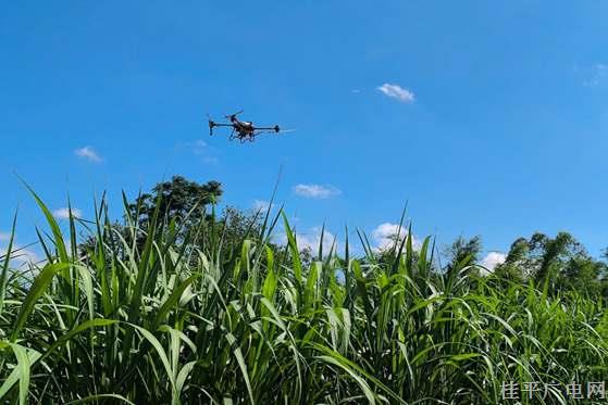 木乐：无人机喷洒农药 助力甘蔗病虫害防治
