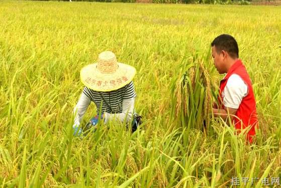 桂平市水稻高产攻关示范项目丰收在望 亩均产突破550公斤