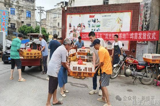 市残联：“送鸡苗”助力残疾人增收致富 共铸民族团结情