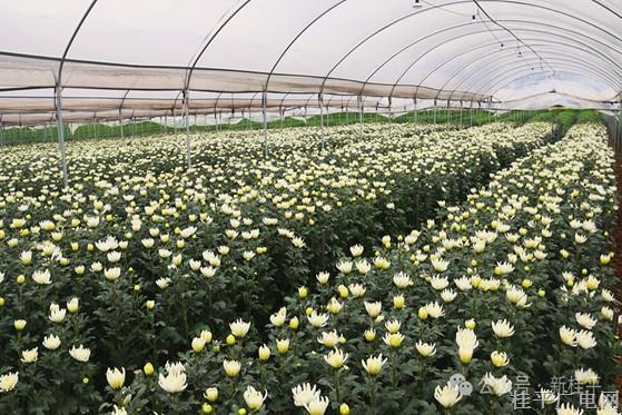 罗播西村：花田里寻找致富路 菊花喜迎首批上市