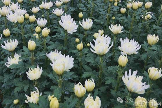 罗播乡：党建引领走出“肉鸭+菊花”双引擎产业致富路